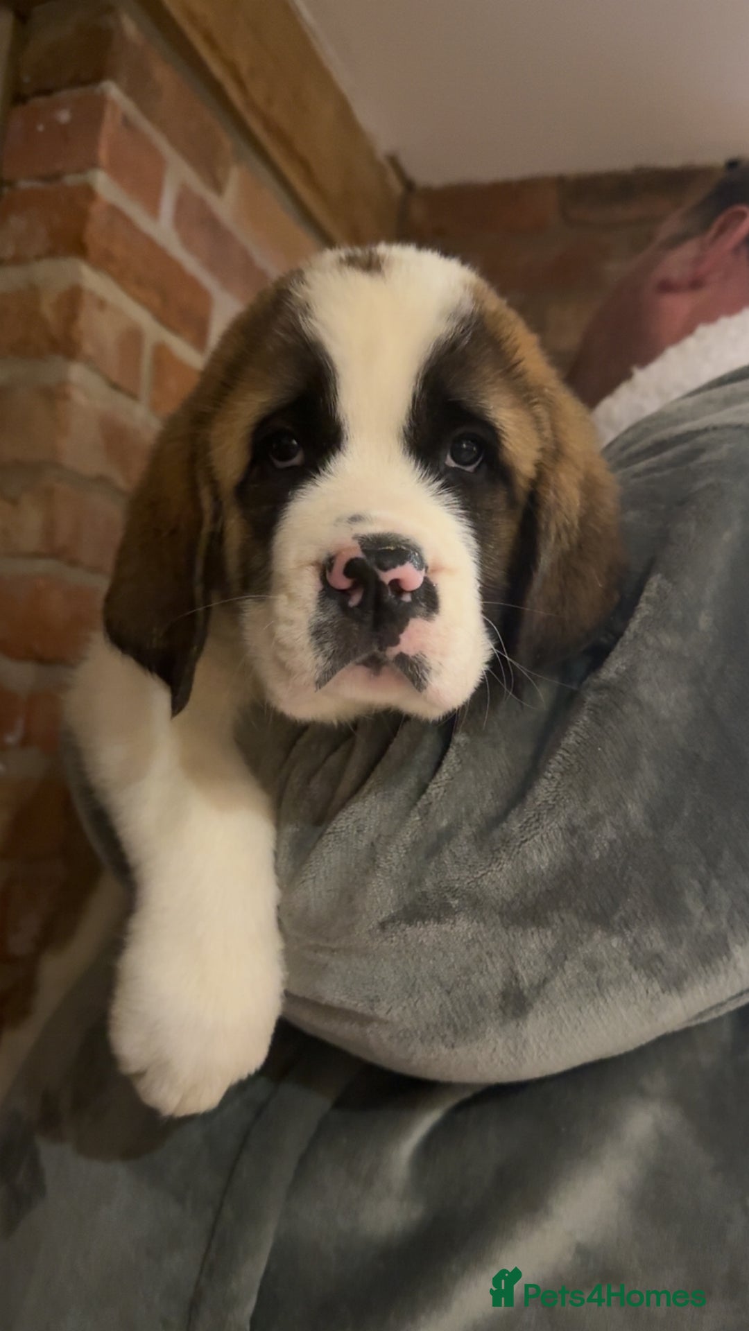 Saint Bernard dogs for sale: Outstanding chunky Saint Bernard puppies for sale - Image 9