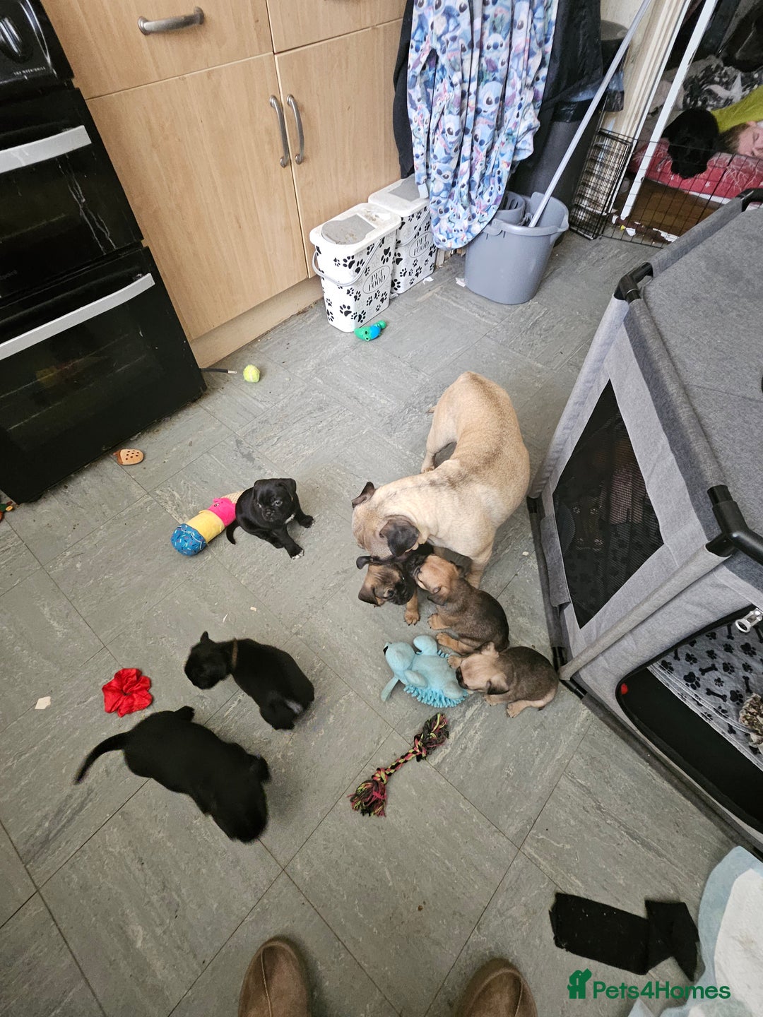 Mixed Breed dogs for sale: Reduced to 400 - Image 7
