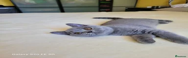 British Shorthair 5