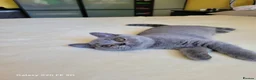 British Shorthair cats for sale: British Short Hair Kittens Ready To Go  - Advert 13