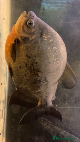 Other/Mixed Breed fish - Advert 16