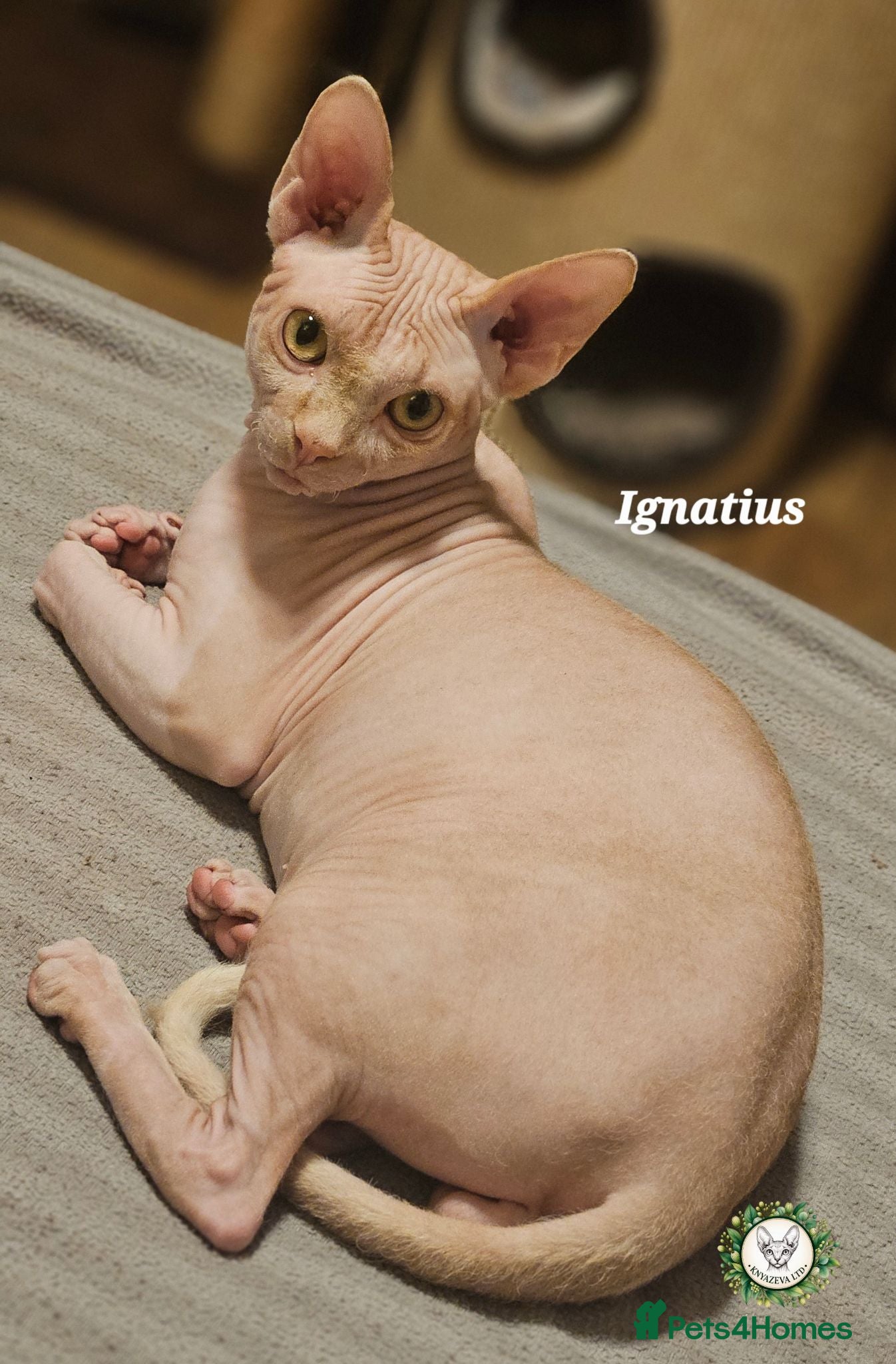 Sphynx cats  Adult two Male Sphynx Cats – Pets Only - Advert 14