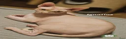 Sphynx cats for sale:  Adult two Male Sphynx Cats – Pets Only - Advert 3