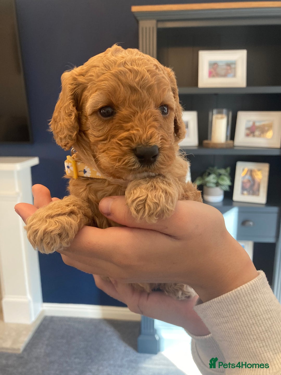 Cavapoo dogs for sale: F1B CAVAPOO PUPPIES  - Image 5