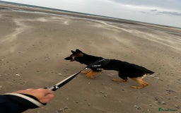 German Shepherd dogs for sale: Freyr - Image 9