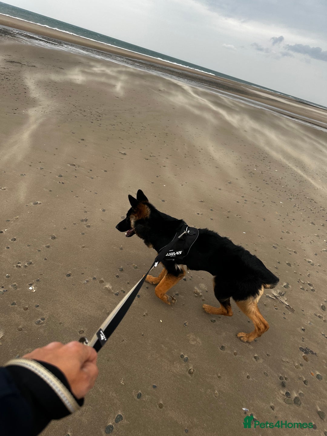 German Shepherd dogs for sale: Freyr - Image 9