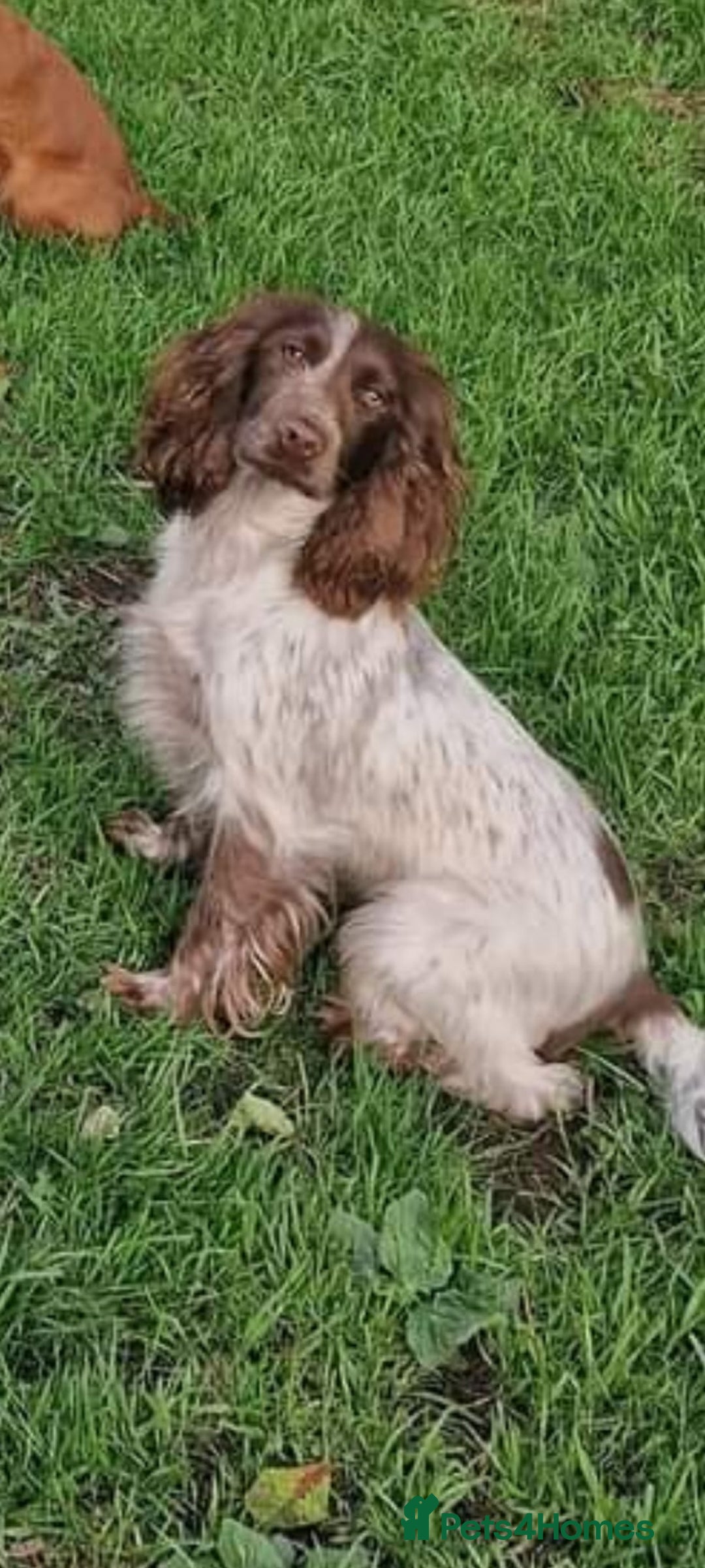 Cocker Spaniel dogs for sale: Cocker Spaniel pups  - Advert 6