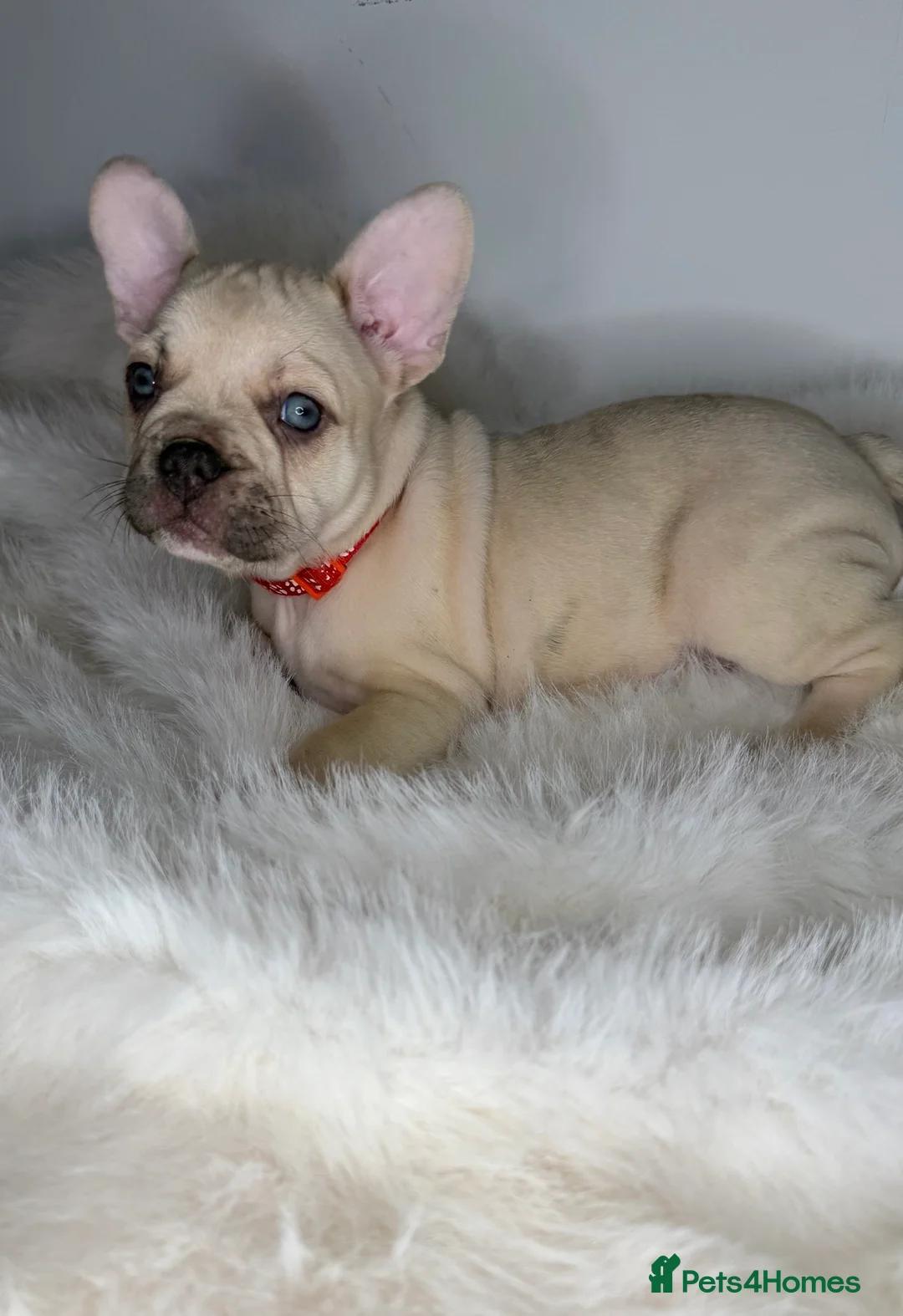 French Bulldog dogs for sale: 🐾READY TO GO🐾 - Advert 2
