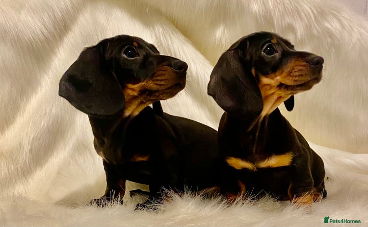 Miniature Dachshund dogs - Advert 3