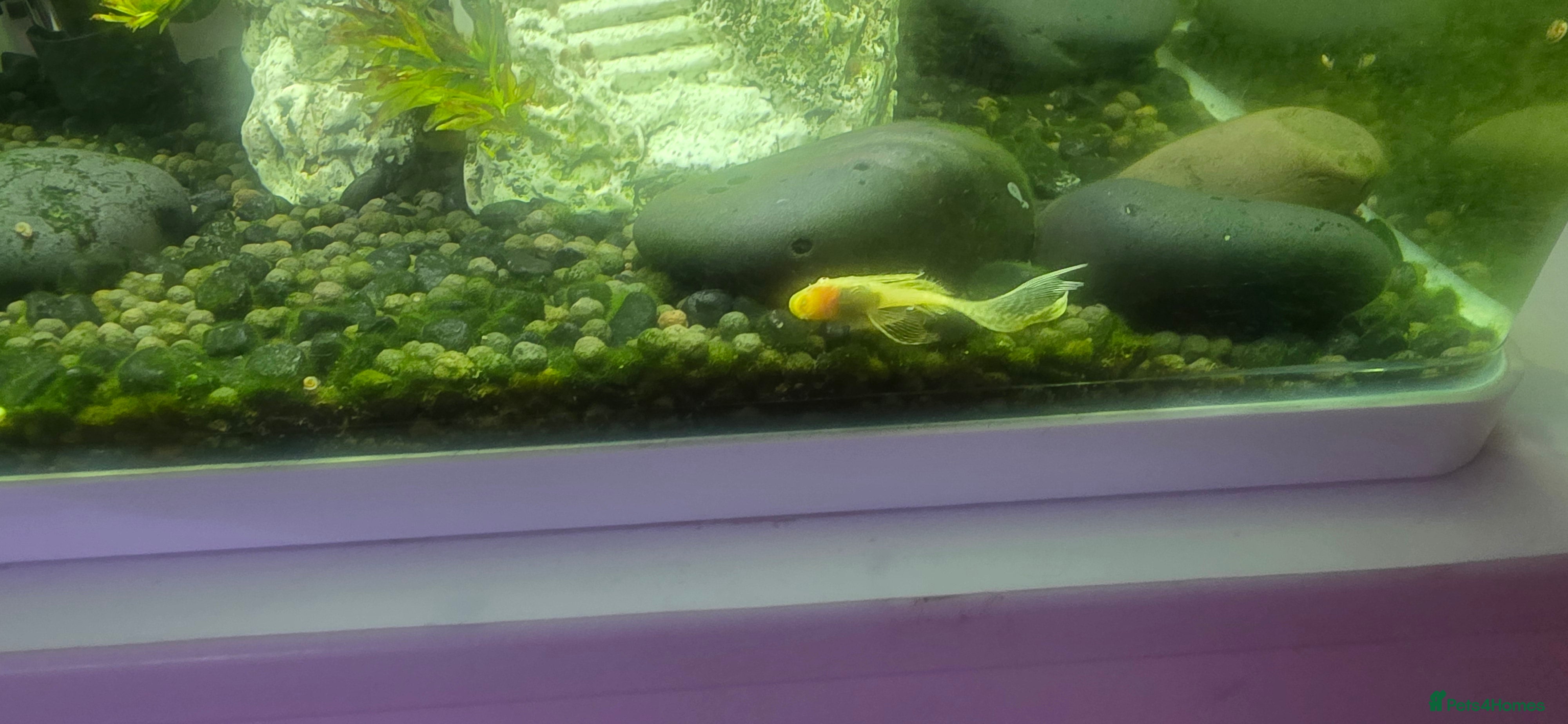 Plecos fish Albino Bristlenose  - Advert 1