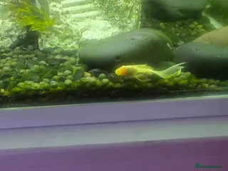 Plecos fish Albino Bristlenose - Advert 1