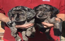 Cockerdor dogs for sale: AMAZING COCKERDOR/COCKADOR PUPPIES - Image 16
