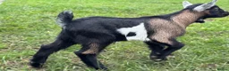 Goats livestock for sale: 2 male Pygmy crosses  in Wrexham - Advert 7