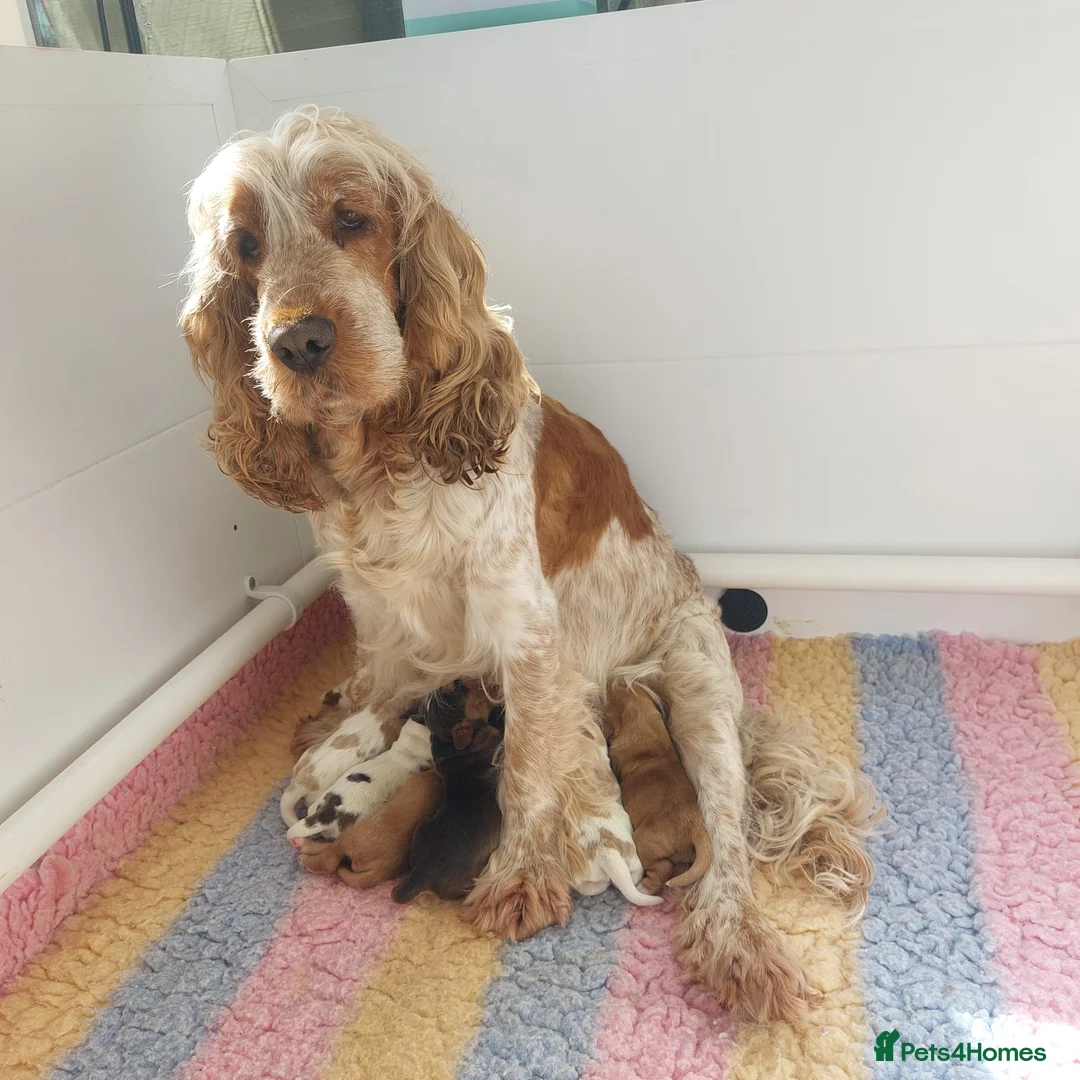 Cocker Spaniel dogs for sale: Beautiful kc registered show cocker spaniels  - Advert 2