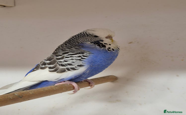 Budgerigars birds - Advert 2