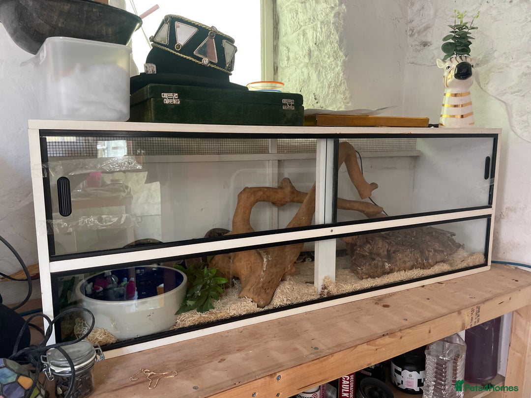 Python Snake reptiles for sale: Royal python with cage - Image 2