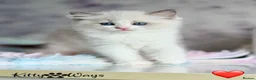 Ragdoll cats for sale: 🐾🩷*TICA REG* EU RAGDOLL KITTENS🌟 DNA CLEAR 🩵🐾 - Advert 14