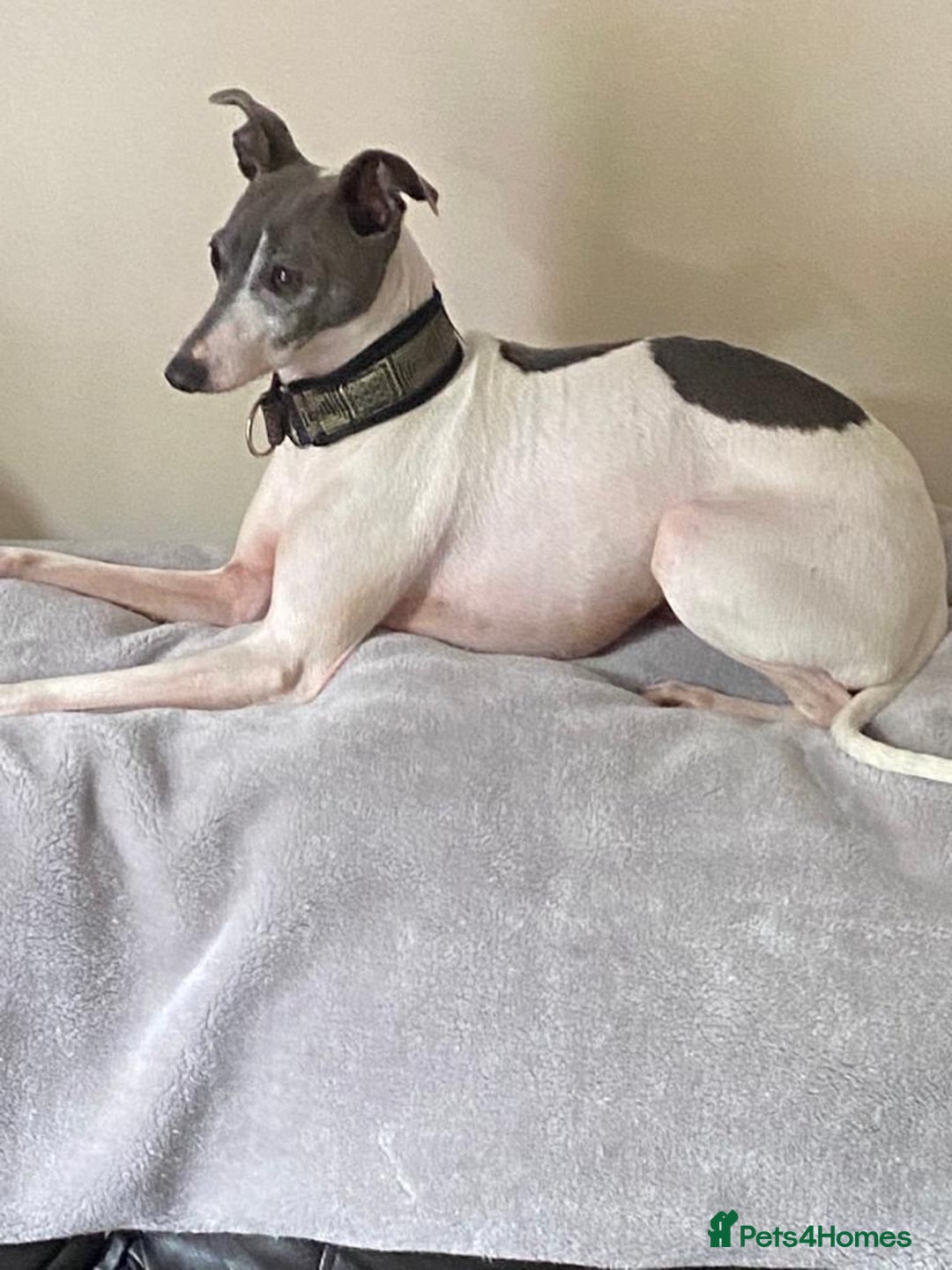 Italian Greyhound dogs for sale: Stud dog forsale - Advert 2