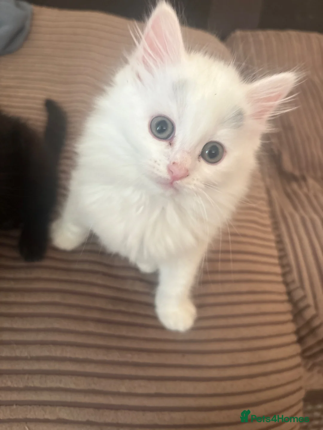 Mixed Breed cats for sale: Kittens available now! - Advert 2