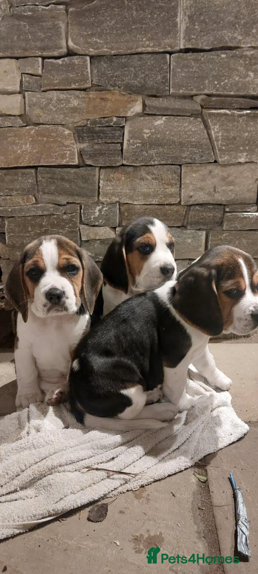 Beagle dogs Beautiful Beagle puppies  - Advert 2
