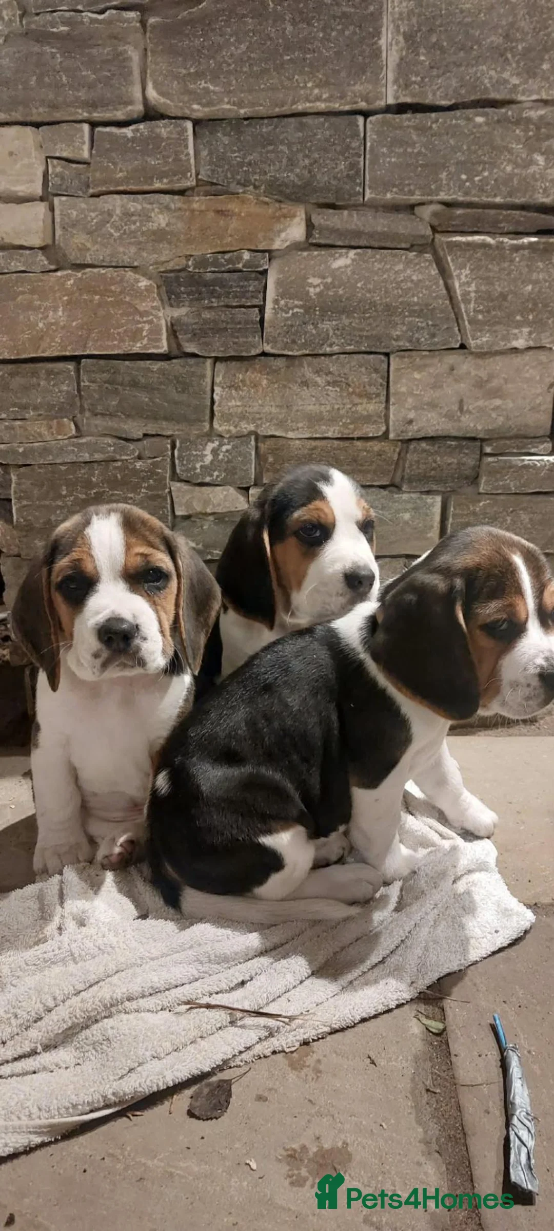 Beagle dogs for sale:  Beagle female puppy fully vaccinated- one left - Advert 2
