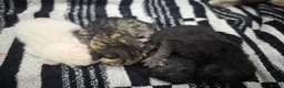 British Longhair cats for sale: Beautiful British Longhair Kittens Teddy Bear Look - Advert 15