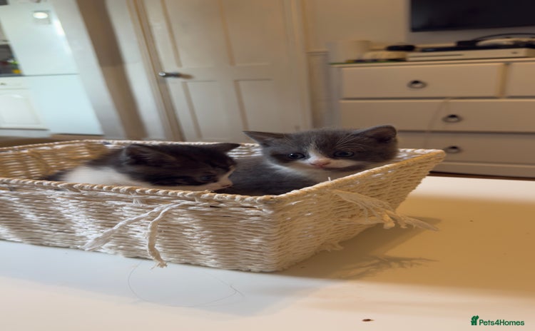 Brazilian Shorthair cats - Advert 1