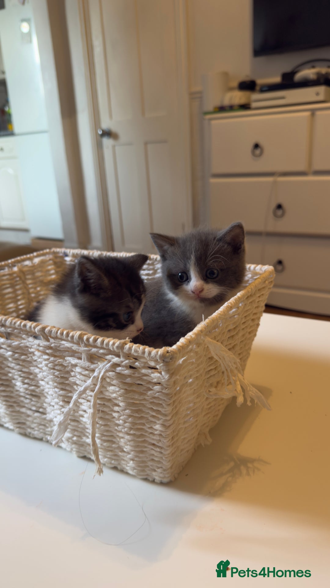 Brazilian Shorthair cats for sale: Half British shorthair  - Image 1