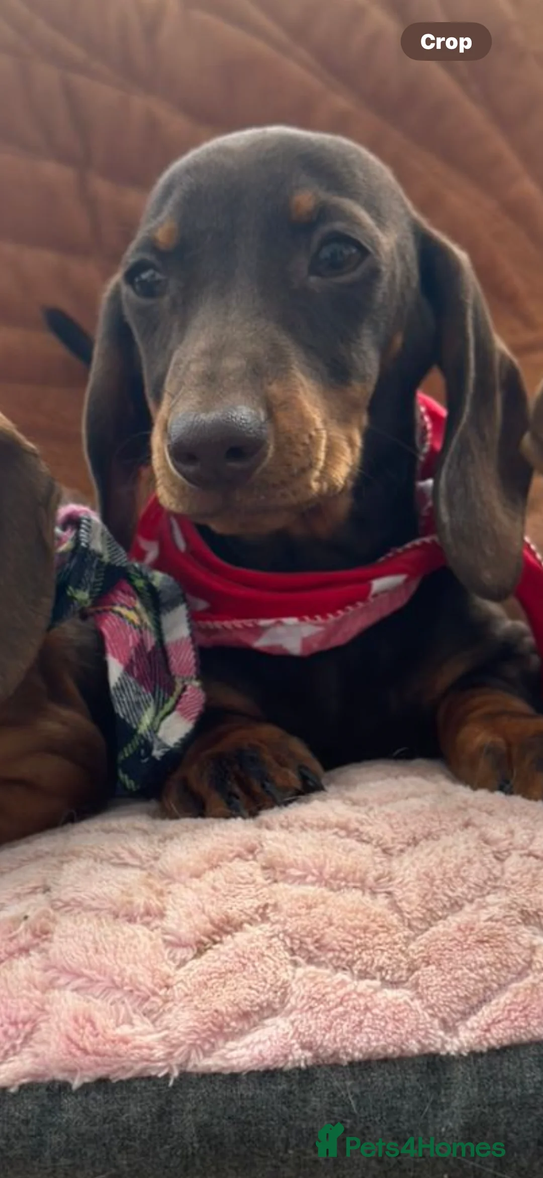 Miniature Dachshund dogs for sale: BEAUTIFUL PRA CLEAR & KC REG MINIS - Advert 12