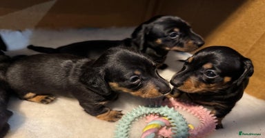 Miniature Dachshund dogs - Advert 3