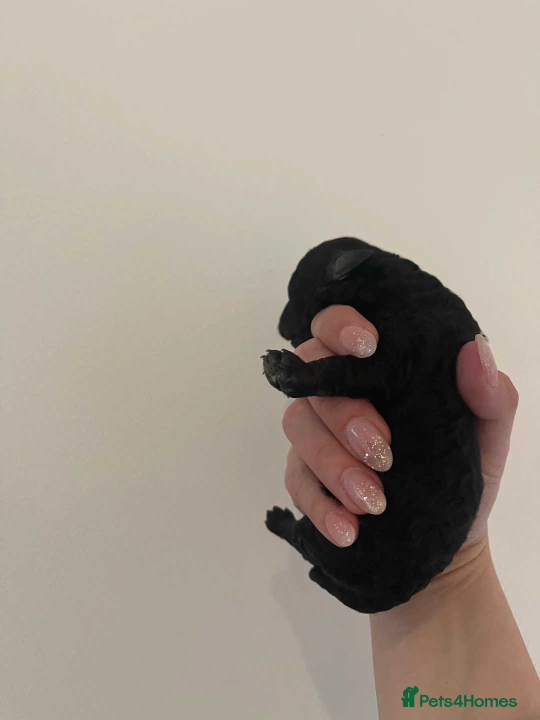 Toy Poodle dogs for stud: PHANTOM TOY POODLE AVAILABLE AT STUD in Grays - Advert 22