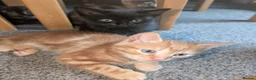 Mixed Breed cats for sale: 5 beautiful kittens in Newcastle upon Tyne - Advert 10