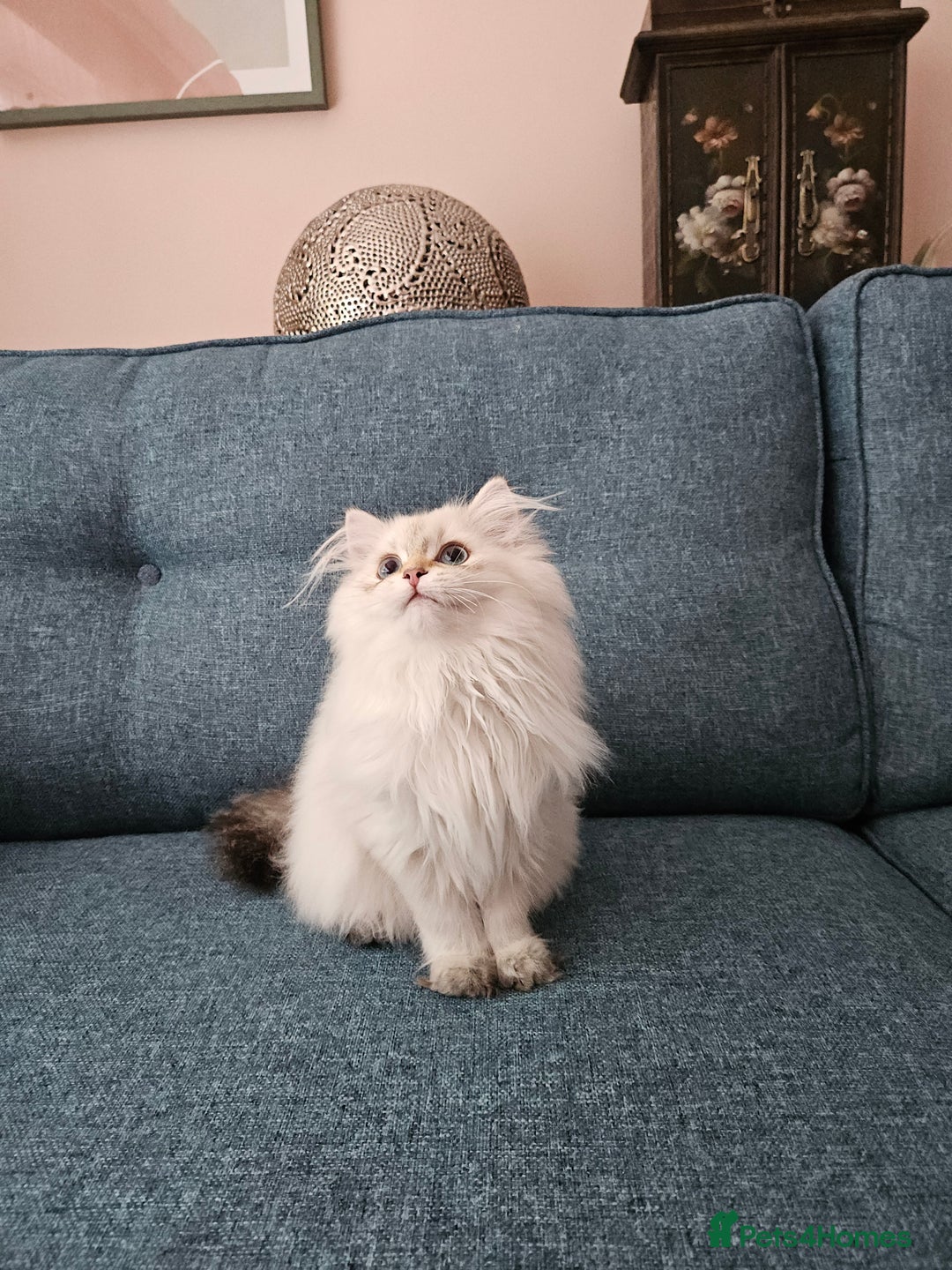 Scottish Fold cats for sale: Excellent Scottish straight girl ready to go in Erith - Image 31