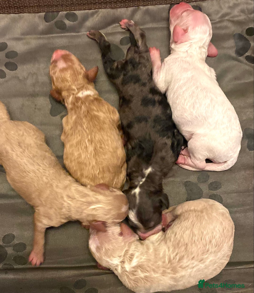 Miniature Poodle dogs for stud: Parti poodle for stud  - Advert 6