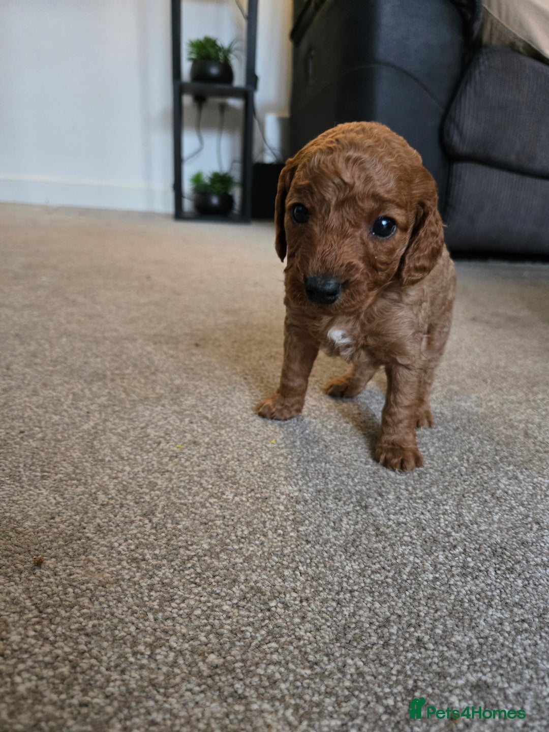 Cockapoo dogs for sale: 6 male Cockapoo puppies. Ready 13th Jan.  - Advert 21