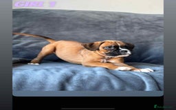 Boxer dogs for sale: BEAUTIFUL BOXER PUPPIES (HEARTSCORED PARENTS) - Image 1