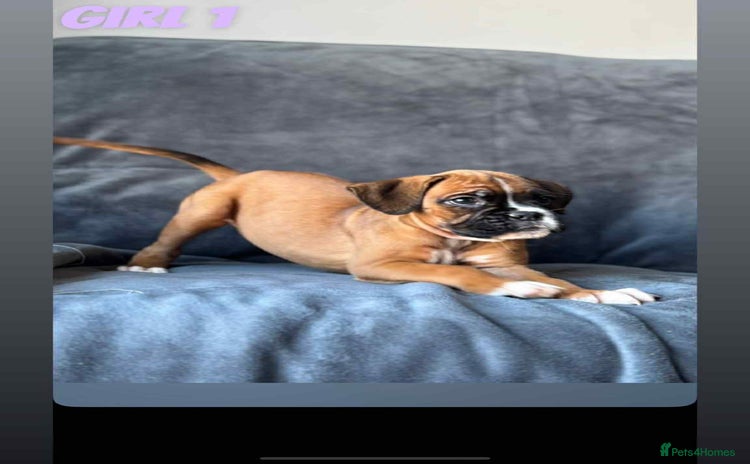 Boxer dogs - Advert 2