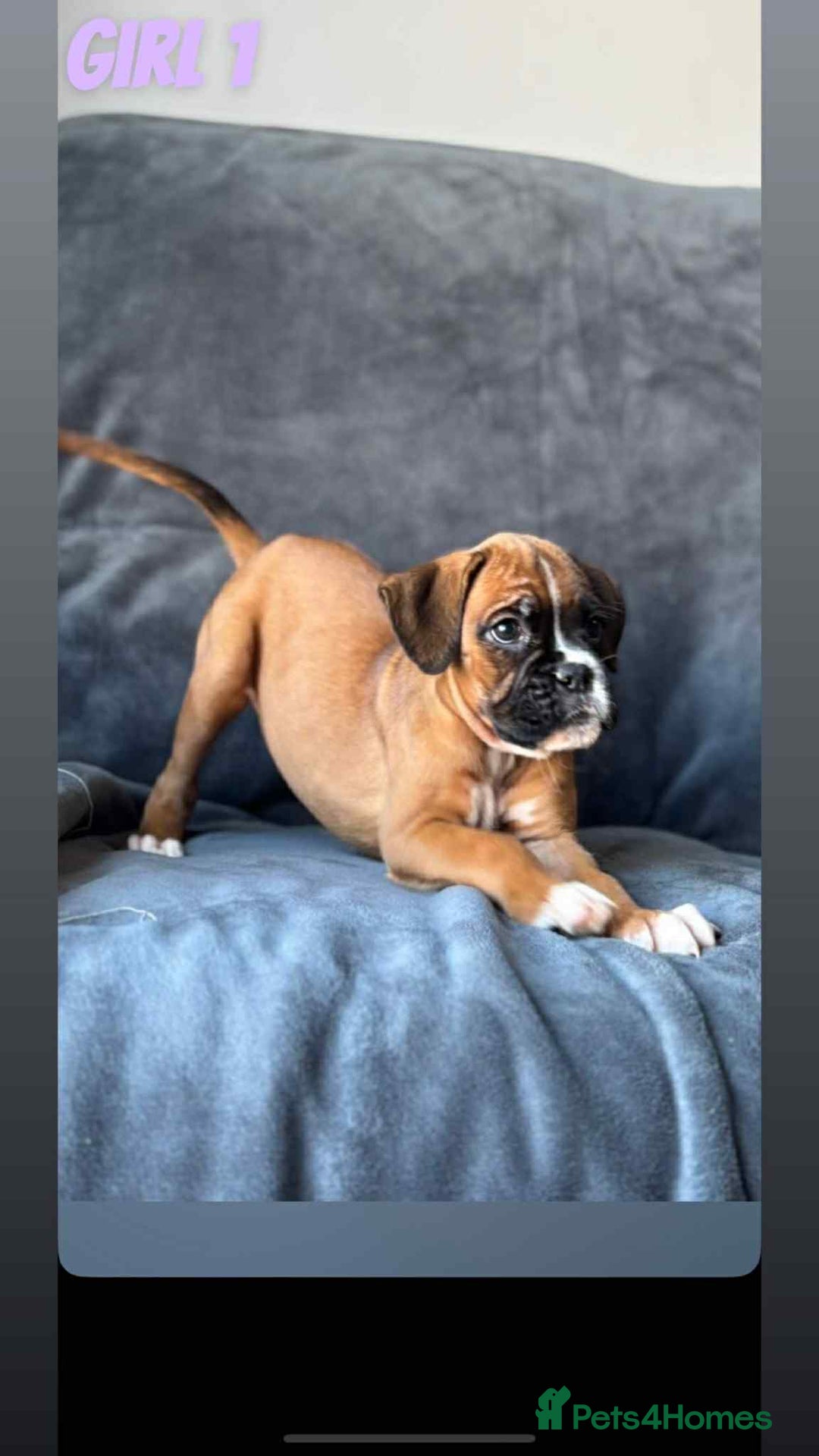 Boxer dogs for sale: BEAUTIFUL BOXER PUPPIES (HEARTSCORED PARENTS) - Image 1