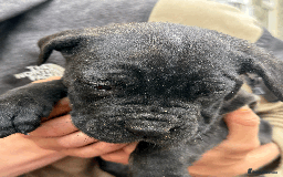 Cane Corso dogs for sale: 9 Beautiful Cane Corso Puppies for sale  - Image 10