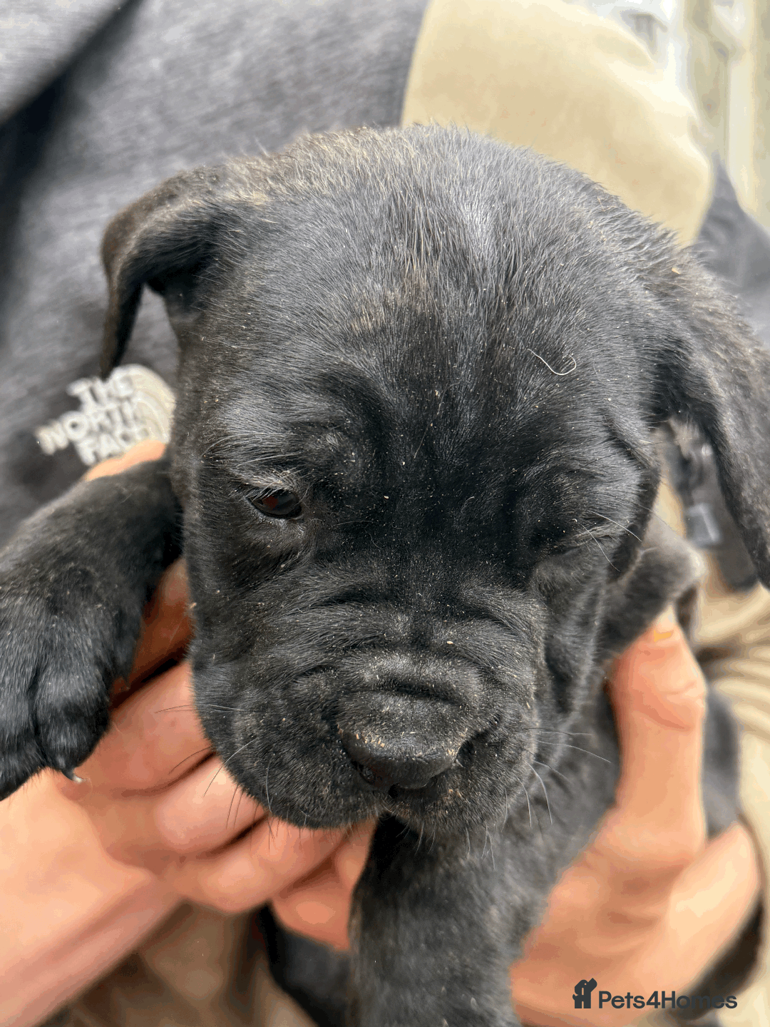 Cane Corso dogs for sale: 9 Beautiful Cane Corso Puppies for sale  - Image 10