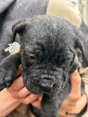 Cane Corso Puppy 7