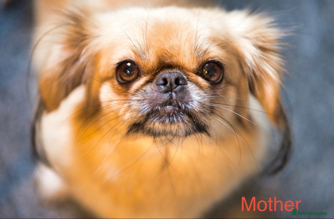 Pekingese dogs for sale: 🐾 Pekingese Puppies for Sale – 2 Girls & 1 Boy 🐾 - Advert 27