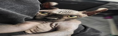 Sphynx Kitten 1
