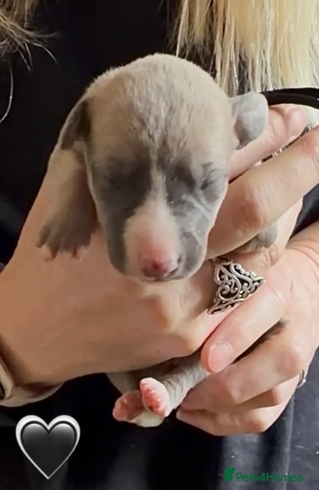 Whippet dogs for sale: Exceptional KC Whippet puppies - Advert 2