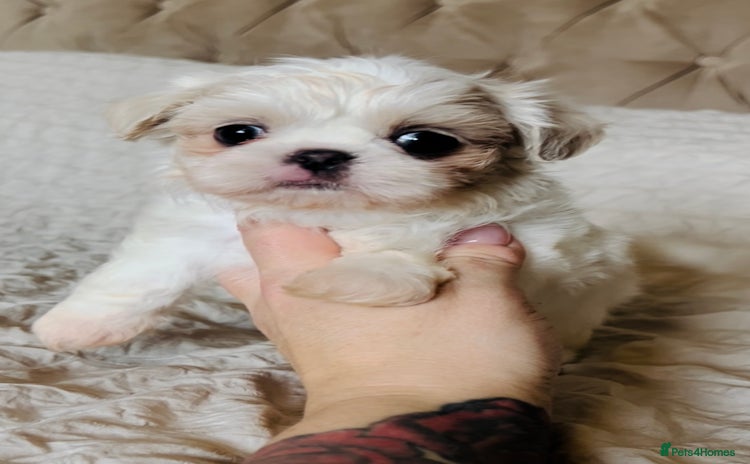 Shih Tzu dogs - Advert 6