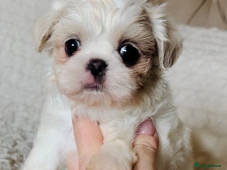 Shih Tzu dogs - Advert 2