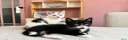 Mixed Breed cats for sale: 4 lovely kittens ready for their new homes  - Advert 4