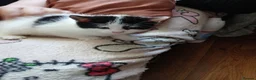 Mixed Breed cats for sale: Cute fluffy little kitten - Advert 16