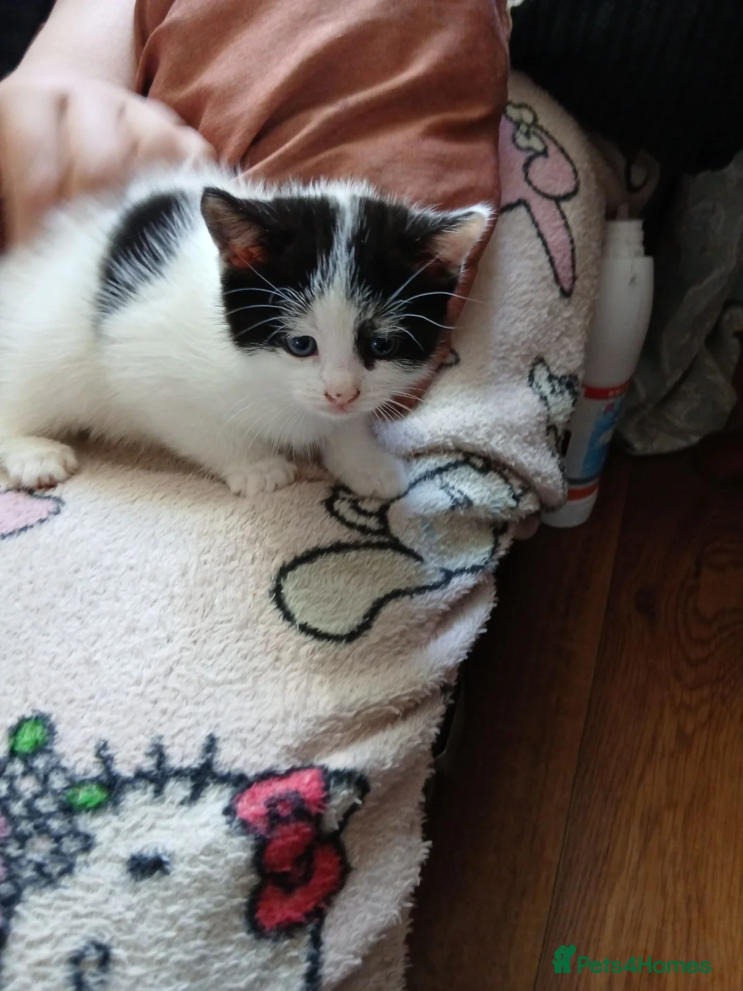 Mixed Breed cats for sale: Cute fluffy little kitten - Advert 23