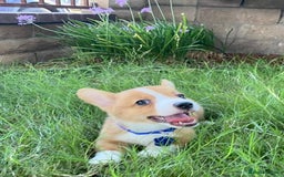 Welsh Corgi Pembroke dogs for sale: Forever loving pembroke corgi  - Image 3